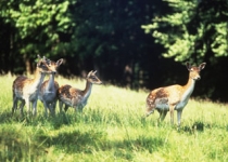 En forêt de Chambaran